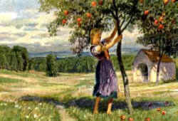 appelboom van Vrouw Holle